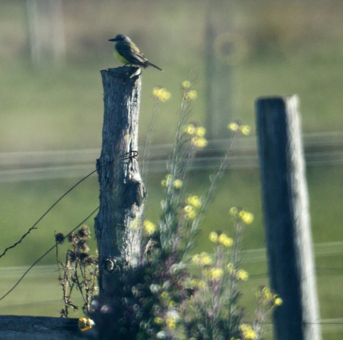 Tropical Kingbird - ML38274891