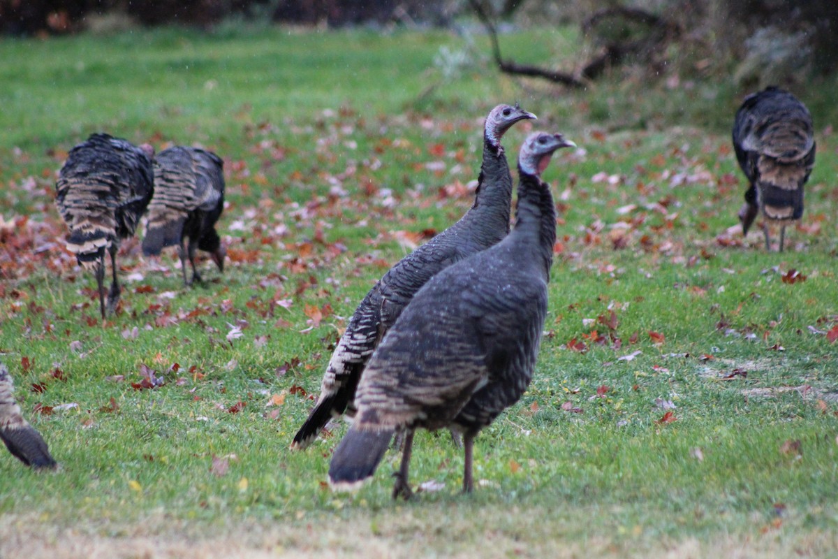 Wild Turkey - ML382749621