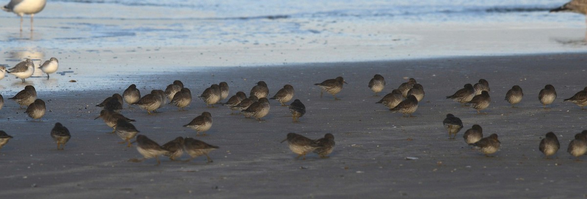 Purple Sandpiper - ML38275161