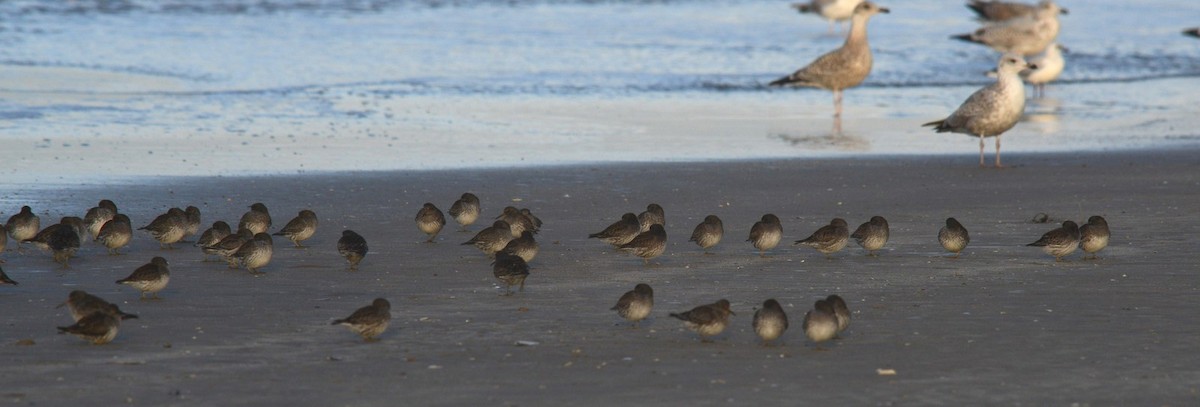 Purple Sandpiper - ML38275171
