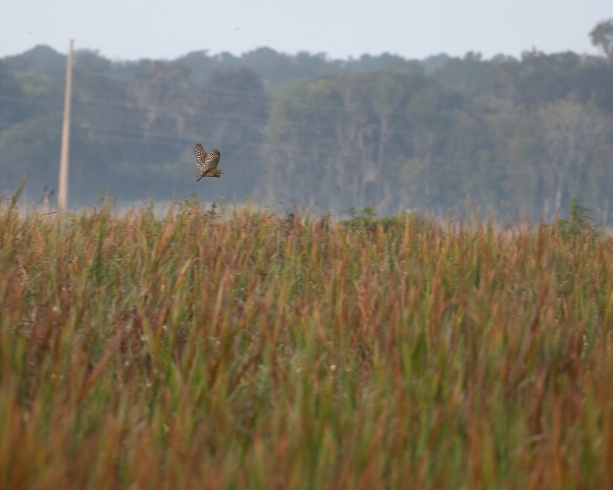 Barn Owl - ML382752241