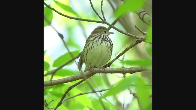 Ovenbird - ML382752301