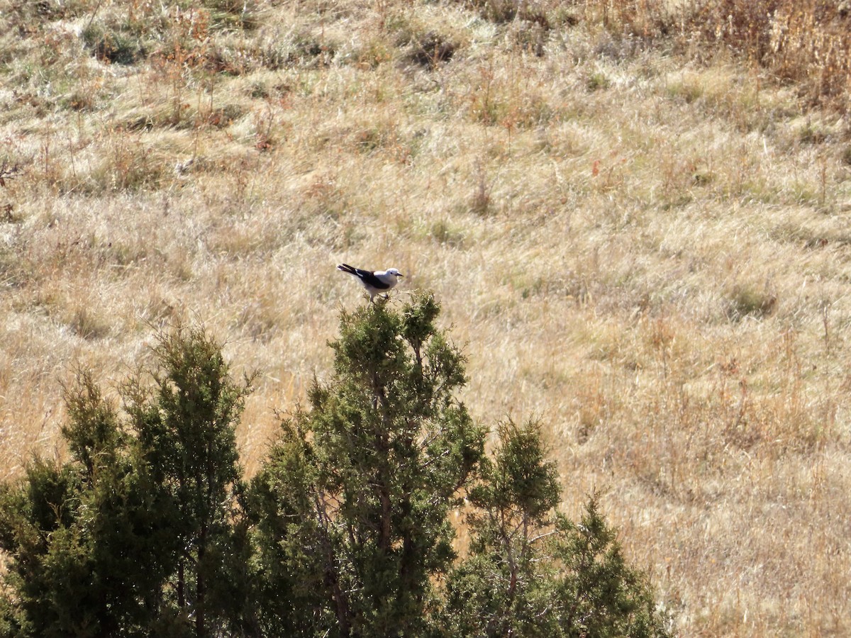 Clark's Nutcracker - ML382752521