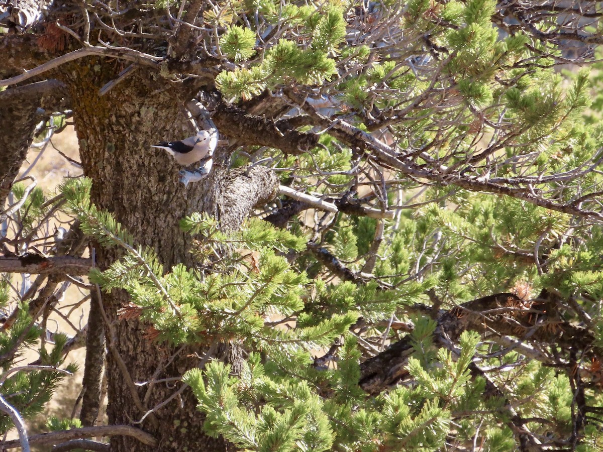 Clark's Nutcracker - ML382752541