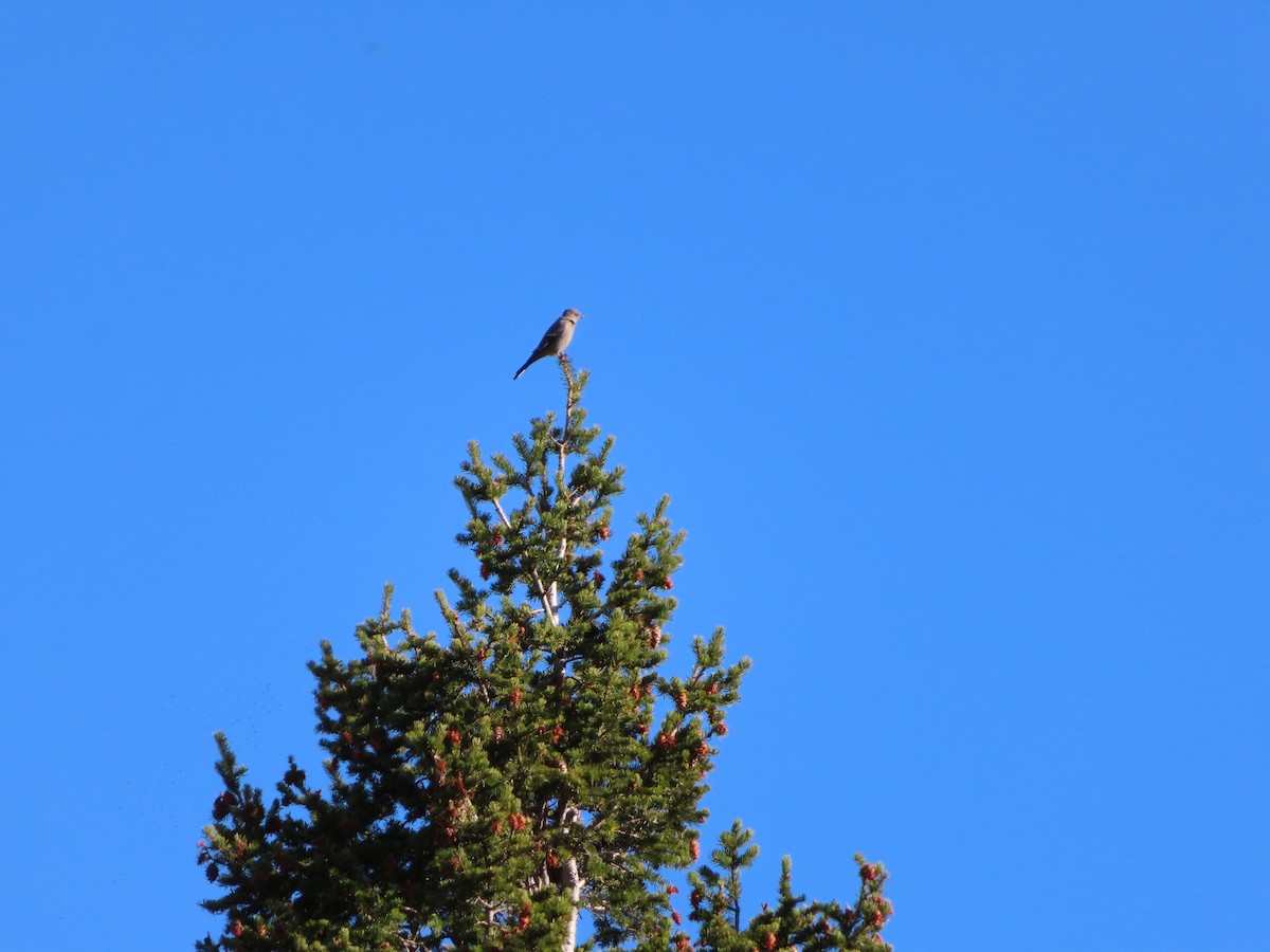 Townsend's Solitaire - Sara Griesemer