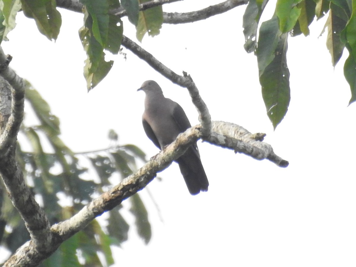 Plumbeous Pigeon - ML382753761