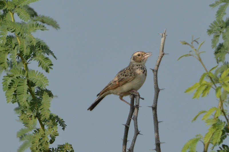 Indian Bushlark - ML38275381