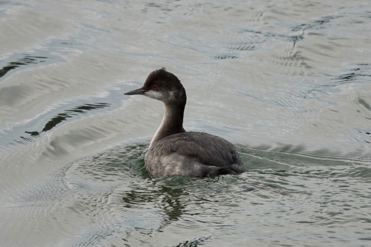 Eared Grebe - ML382754971