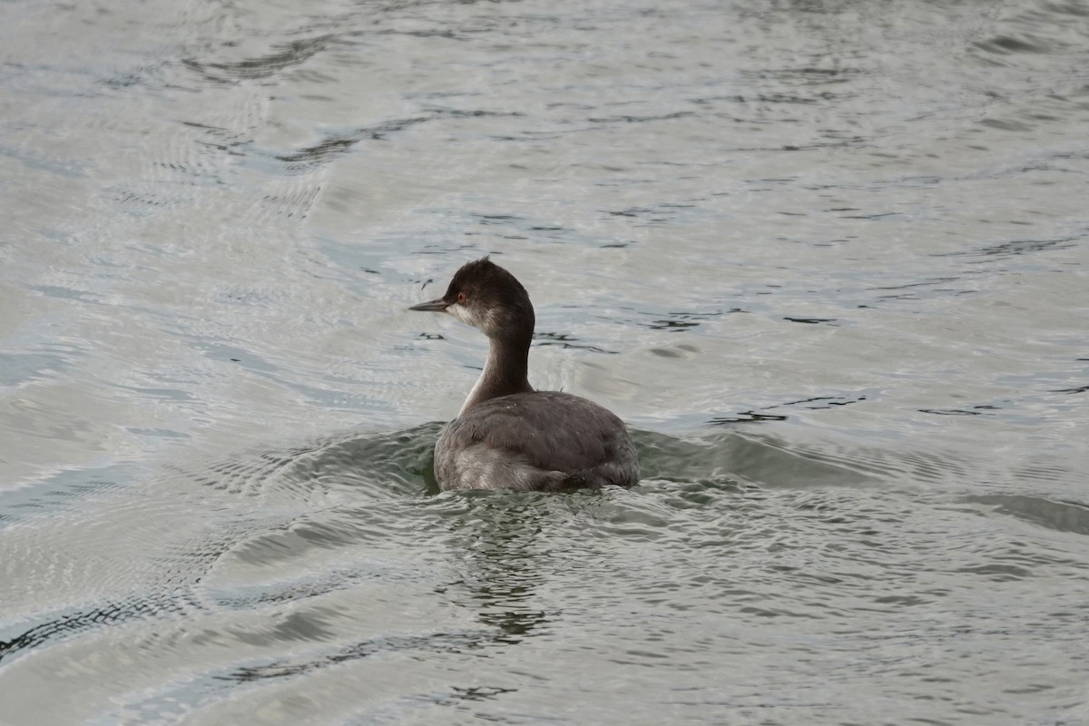 Eared Grebe - ML382754991