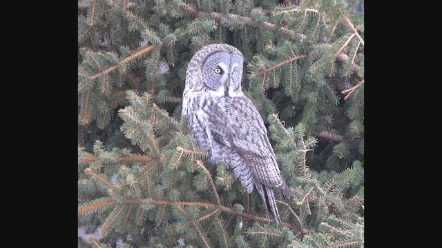 Great Gray Owl - ML382755121