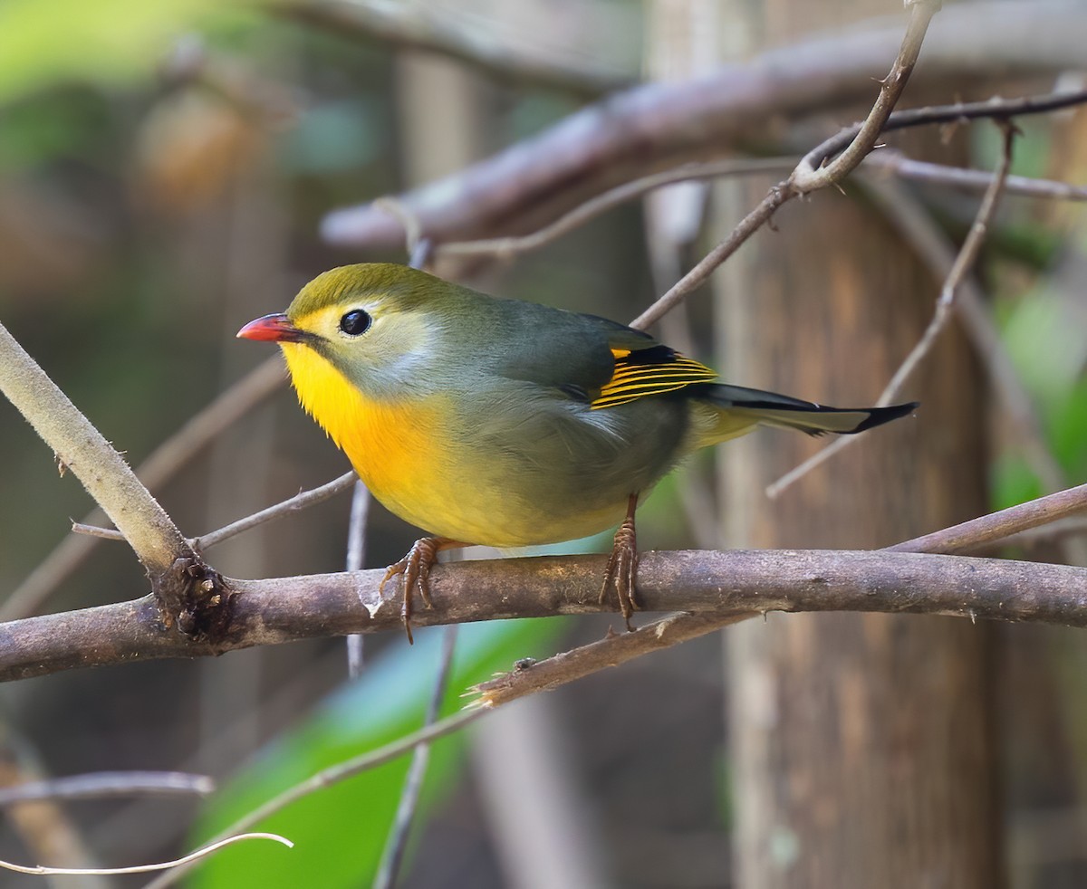 Red-billed Leiothrix - ML382755591