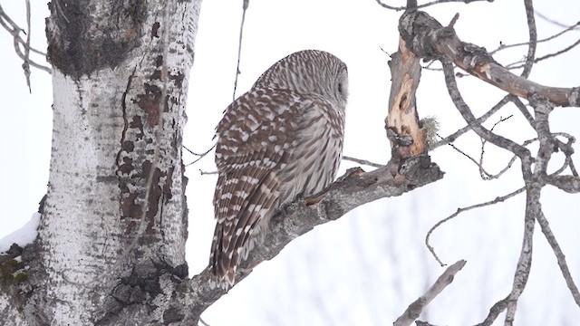 Barred Owl - ML382756041