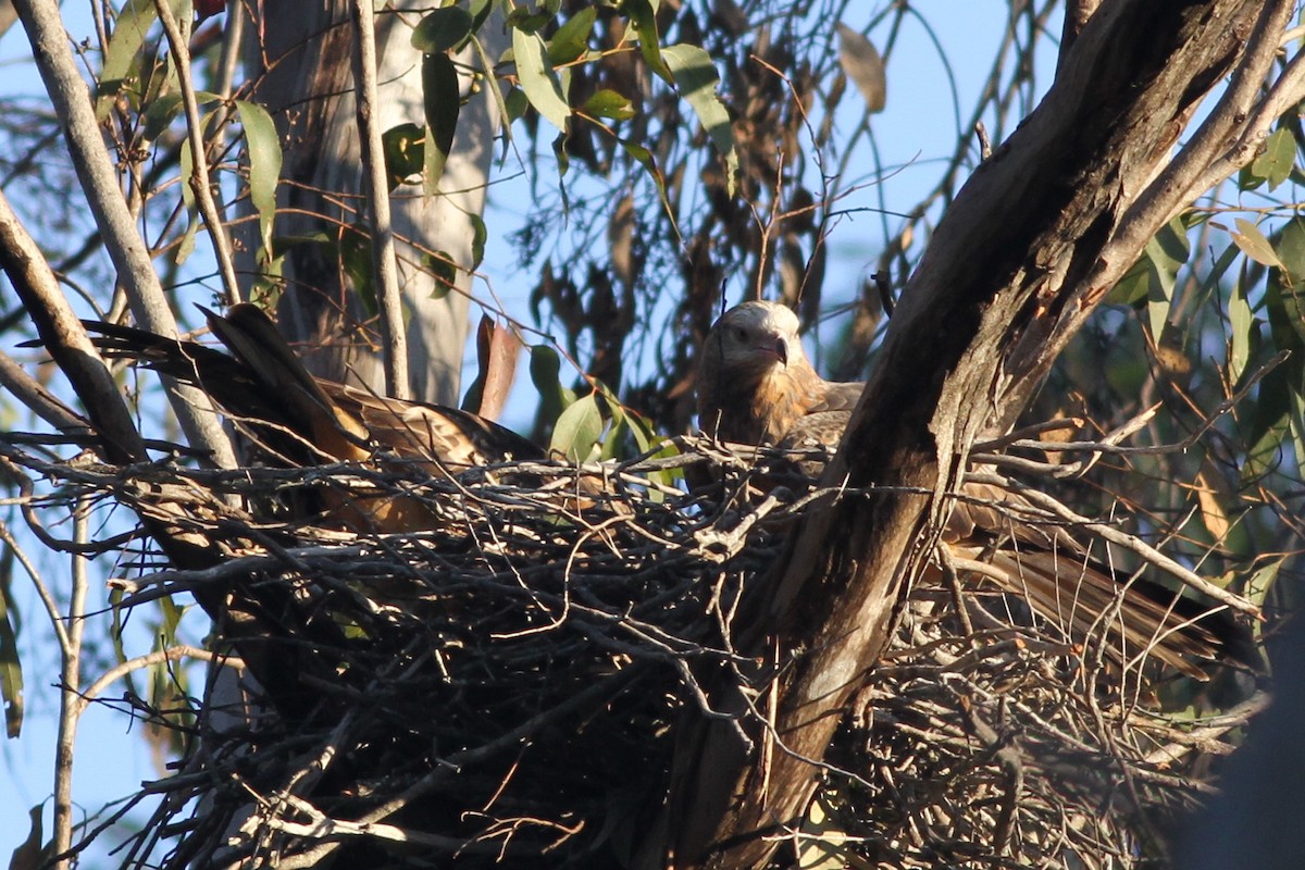 Square-tailed Kite - ML38275631