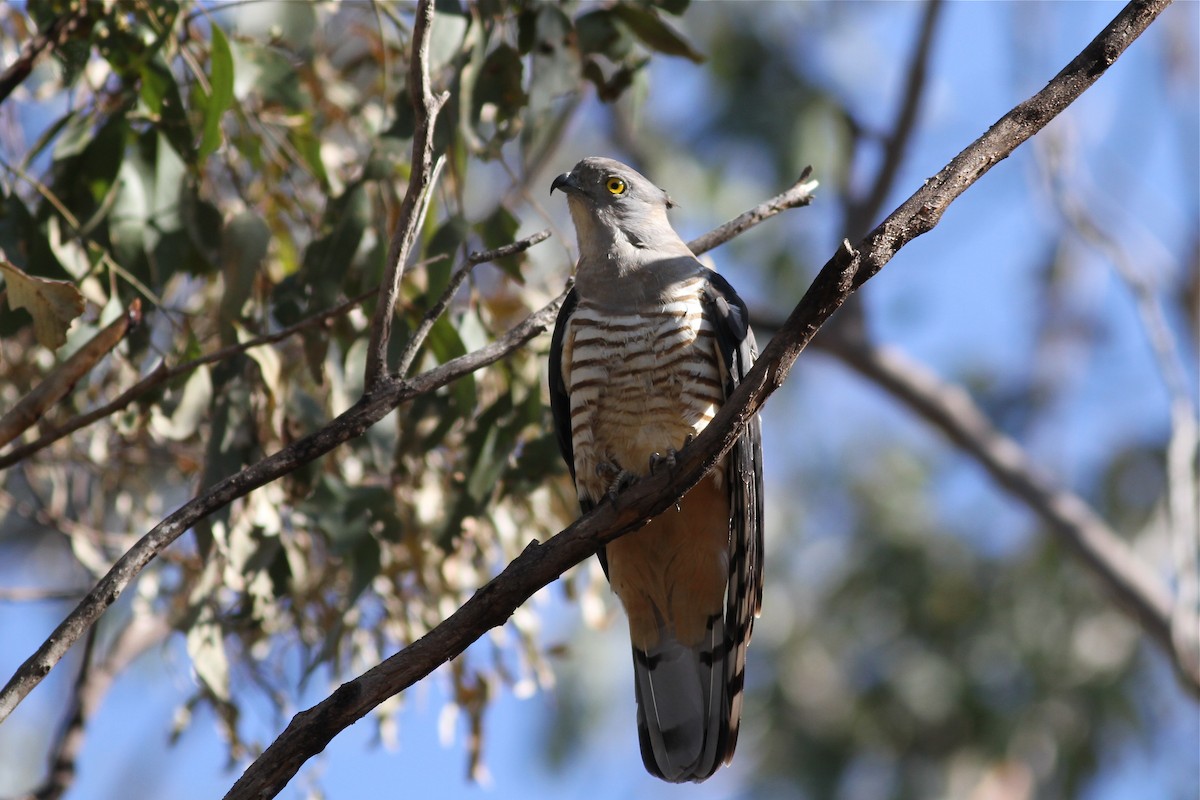Pacific Baza - ML38275651