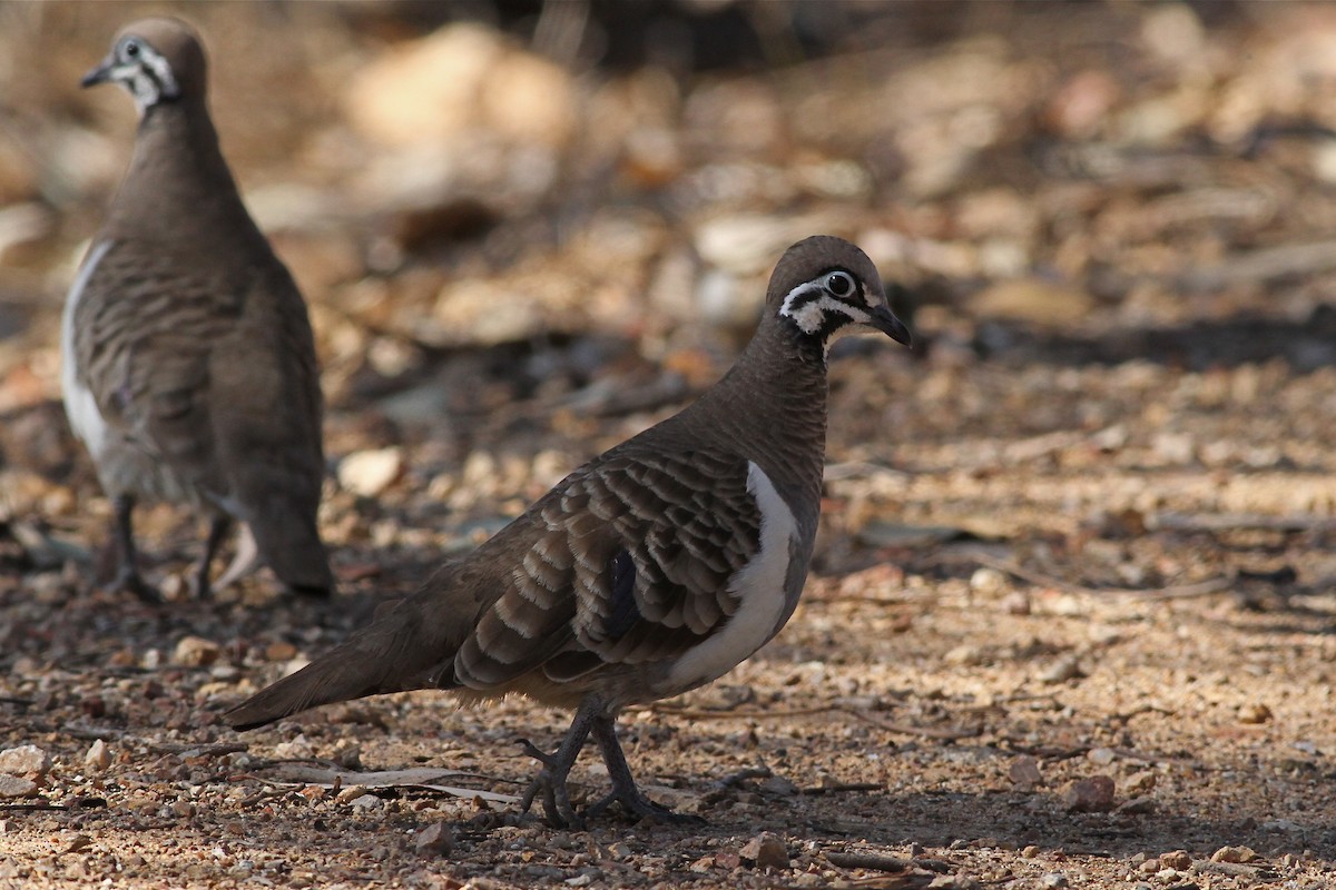 Squatter Pigeon - ML38275661