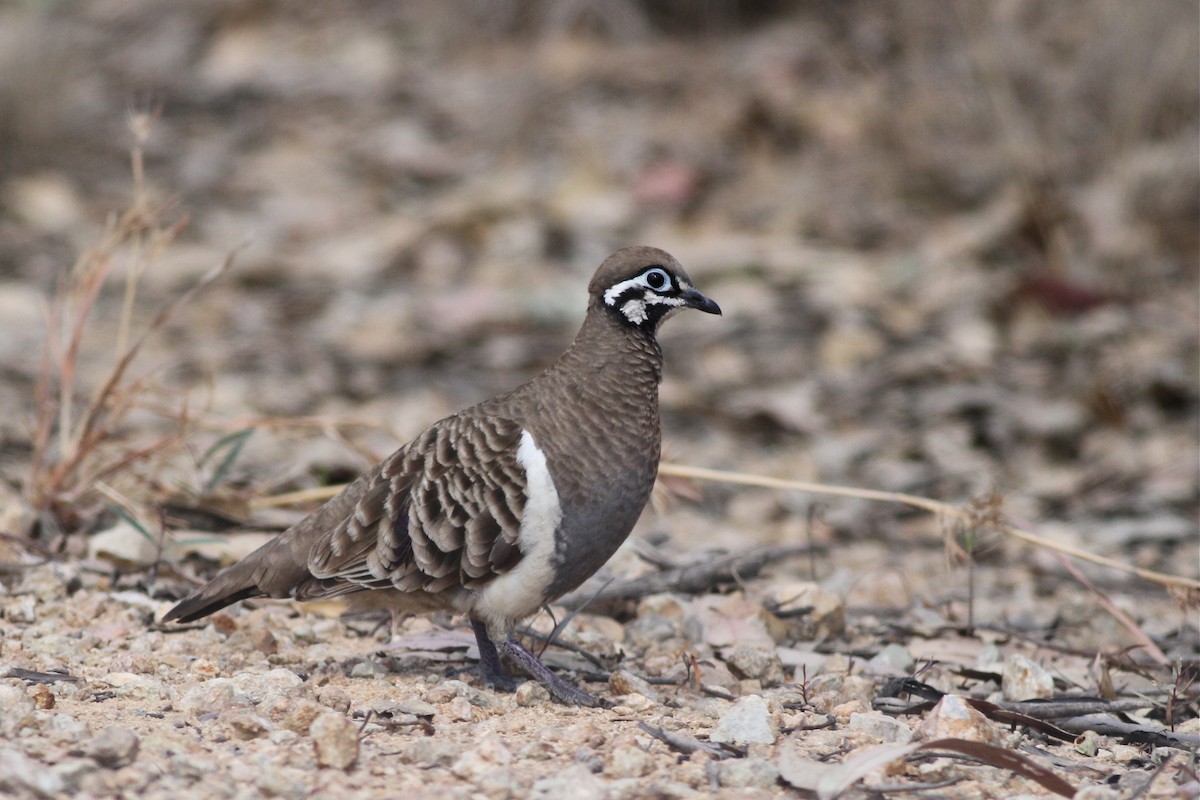 Squatter Pigeon - ML38275671