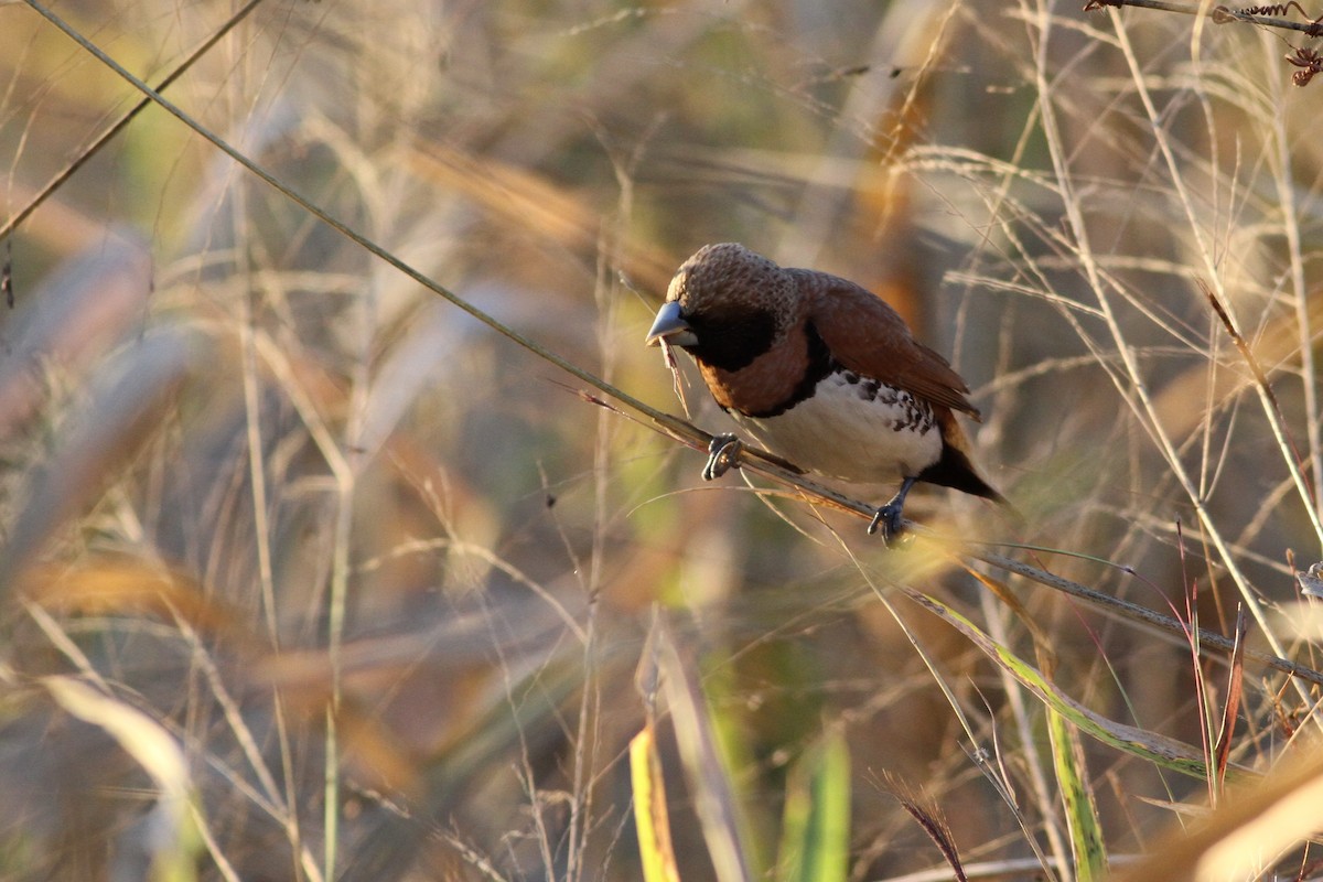 Chestnut-breasted Munia - ML38275701