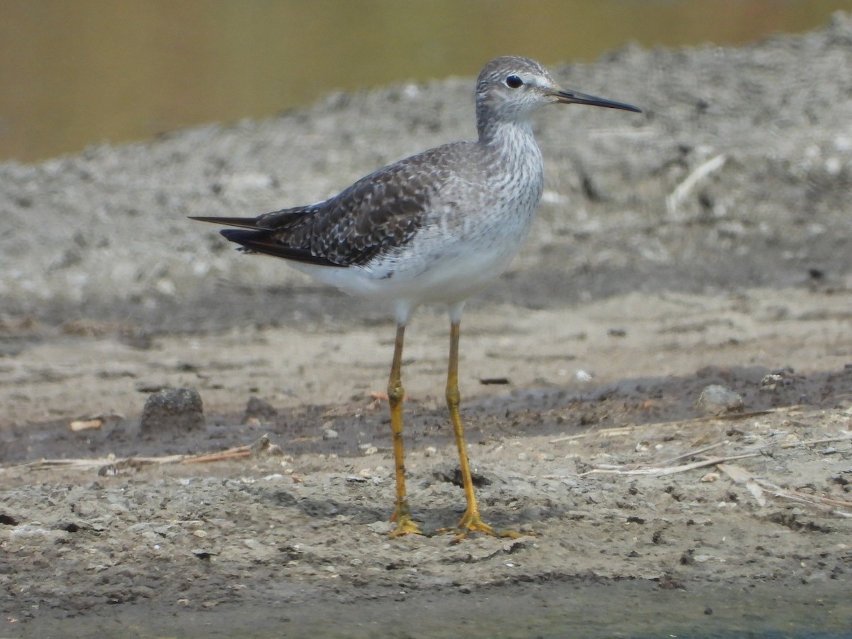 Lesser Yellowlegs - Jessy Lopez Herra