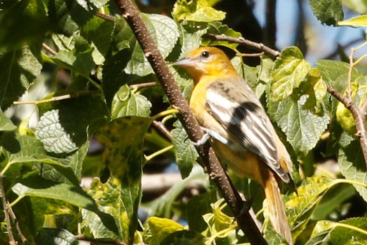 Baltimore Oriole - ML382757801