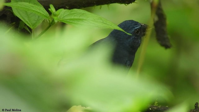 Blue-black Grosbeak - ML382760311