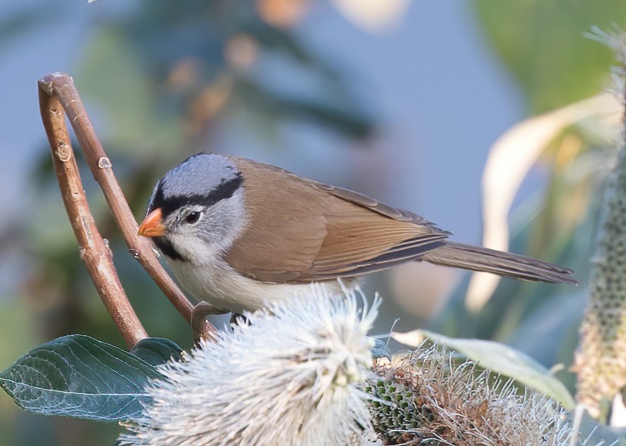 Gray-headed Parrotbill - Jian Mei
