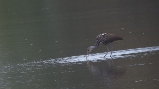 Limpkin - ML382762751