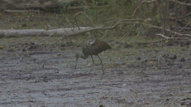 Limpkin - ML382762951