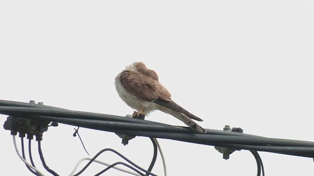 Nankeen Kestrel - ML382763101