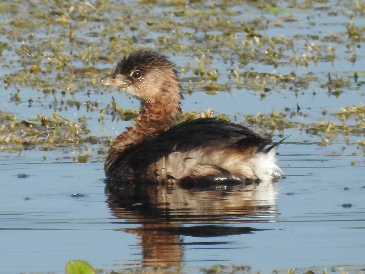 Pied-billed Grebe - Jeffrey Gammon