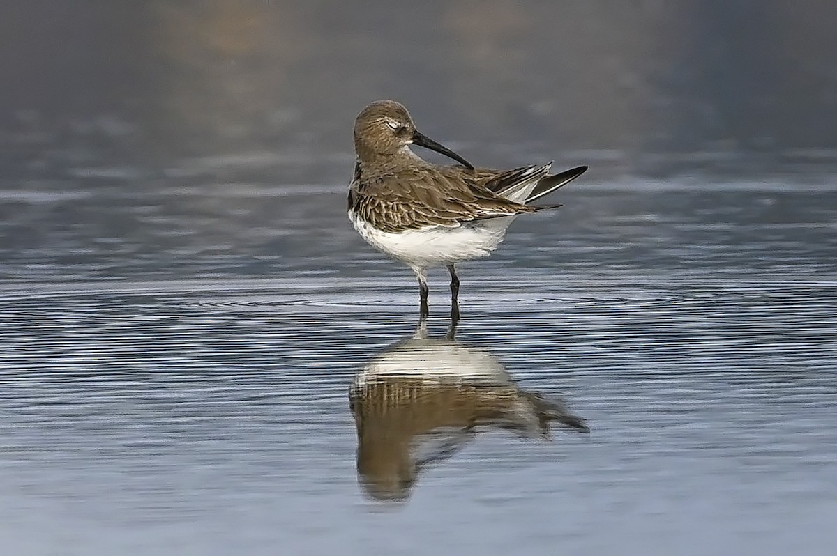 Dunlin - ML382764861