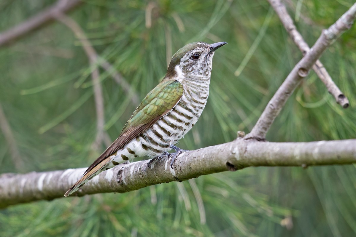 Cuclillo Broncíneo (lucidus) - ML382767471