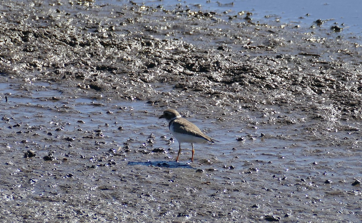 Semipalmated Plover - ML382767741