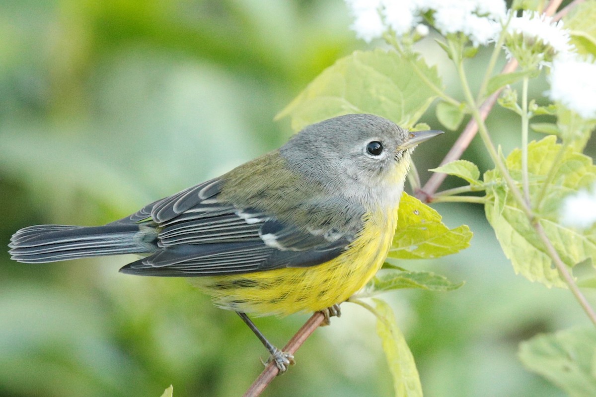 Magnolia Warbler - ML382768191