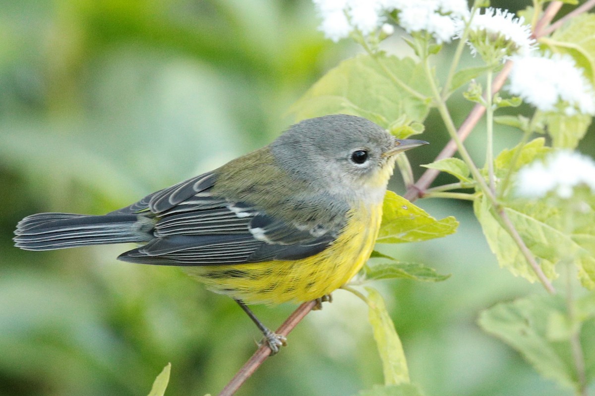 Magnolia Warbler - ML382768201