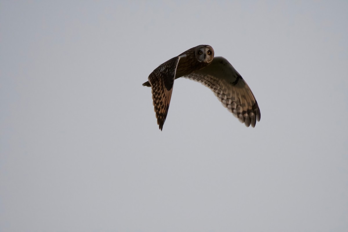 Short-eared Owl - Mitchell Fischer