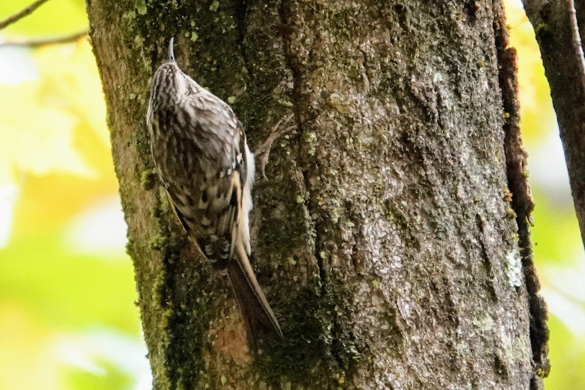 Brown Creeper - ML382771061