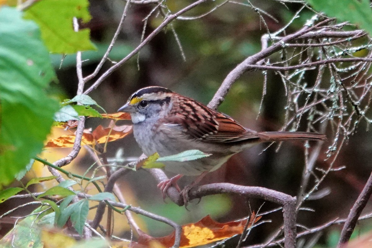 White-throated Sparrow - ML382772801