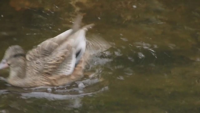 American Wigeon x Mallard (hybrid) - ML382774441