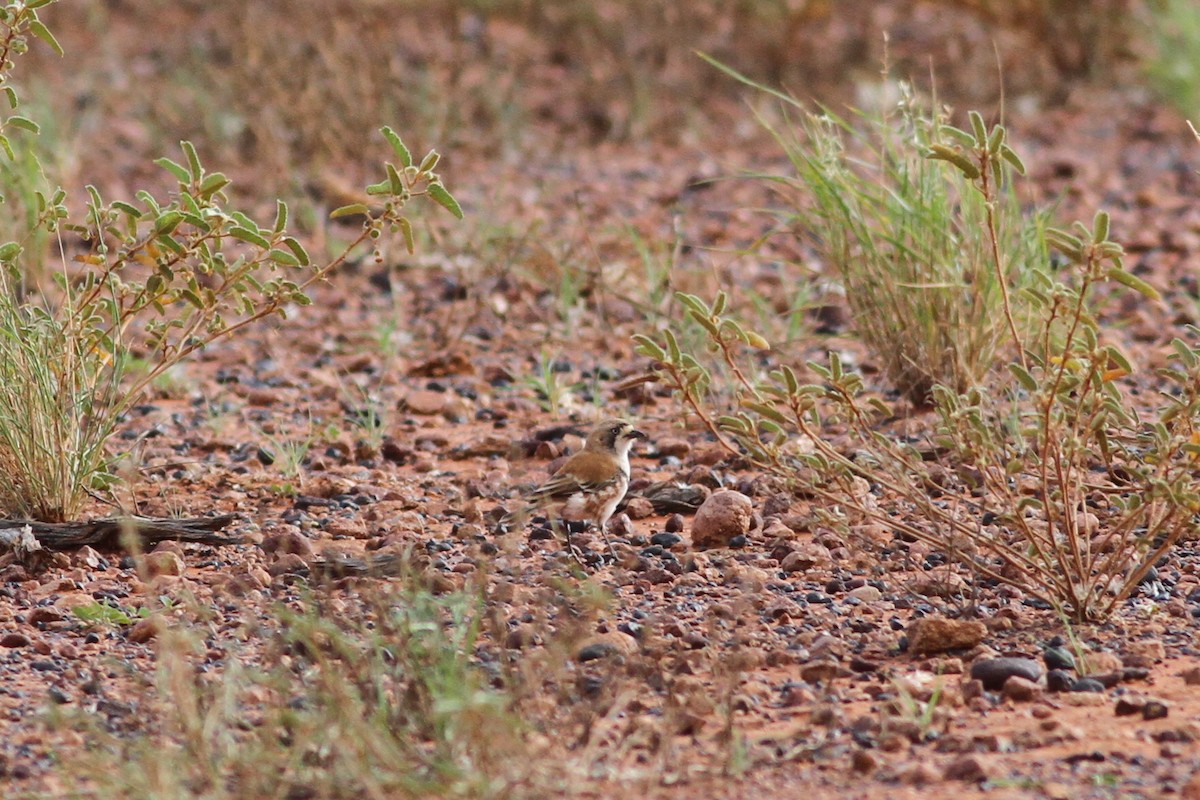 Banded Whiteface - Chris Wiley