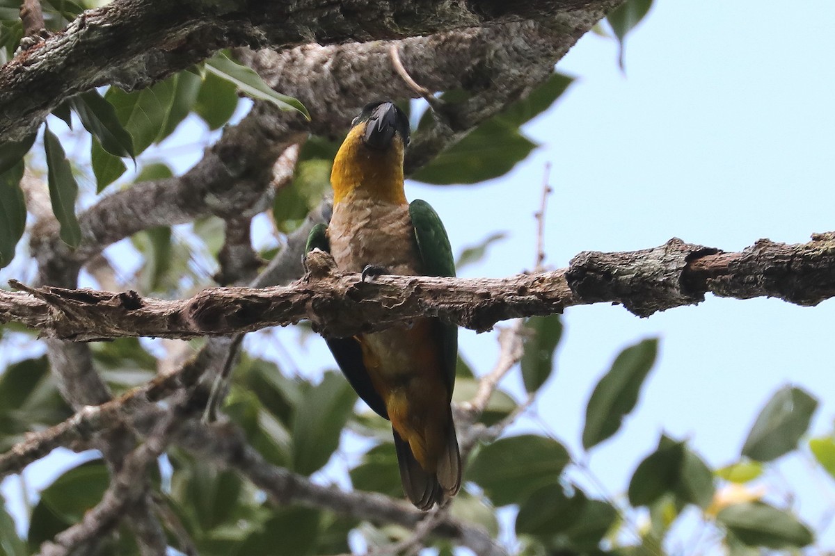 Black-headed Parrot - ML382775431