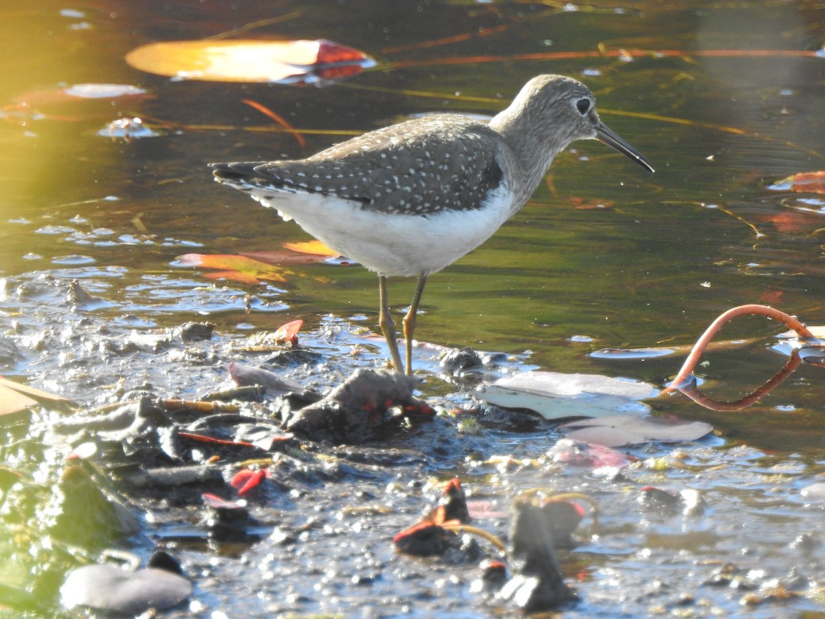 Solitary Sandpiper - ML382776051