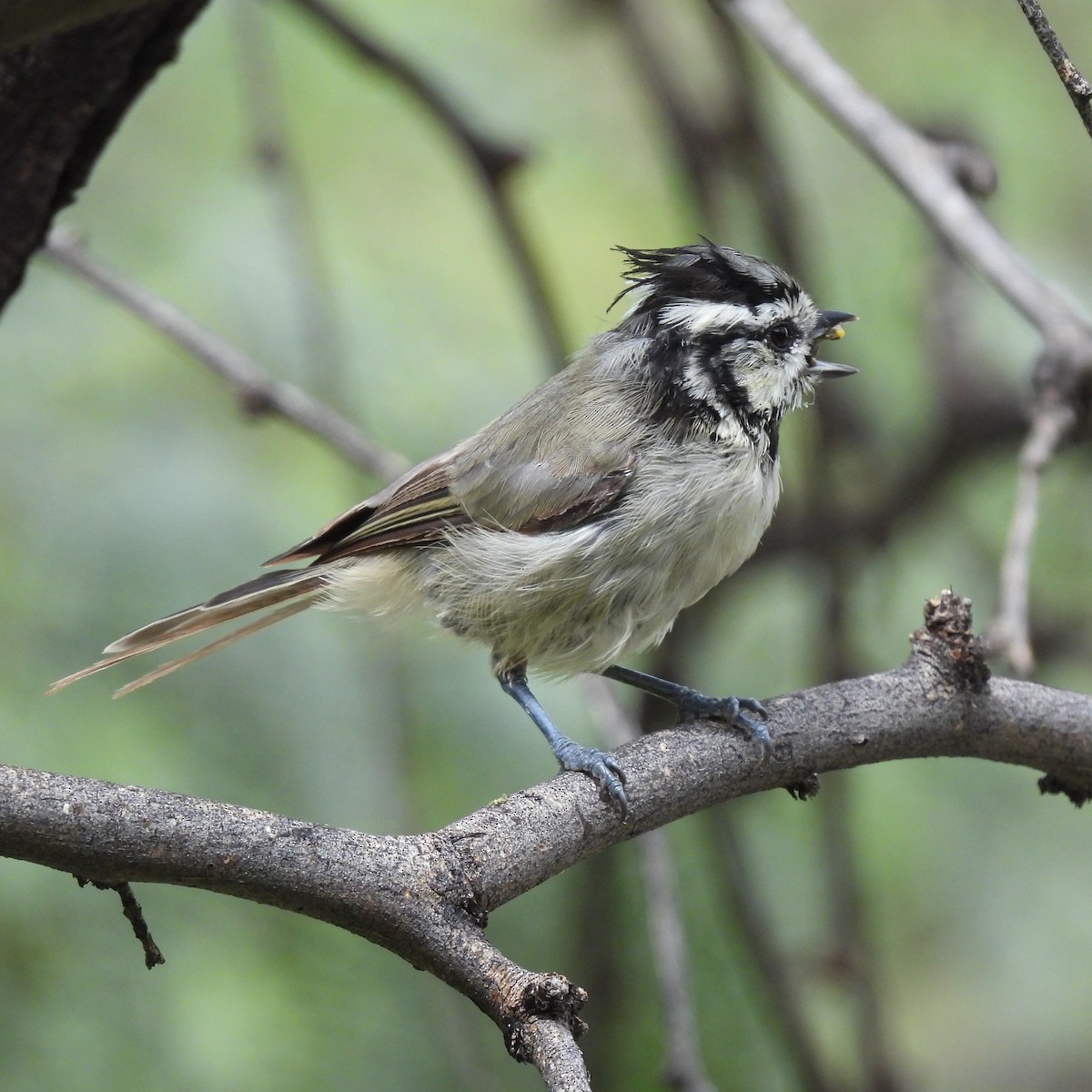 Bridled Titmouse - ML382777201