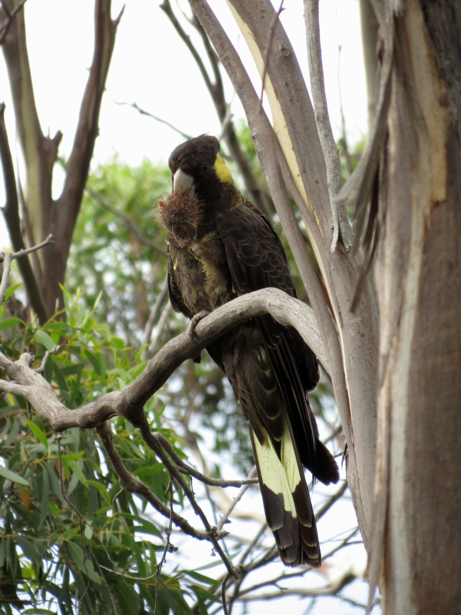 Yellow-tailed Black-Cockatoo - Kevin Schwartz