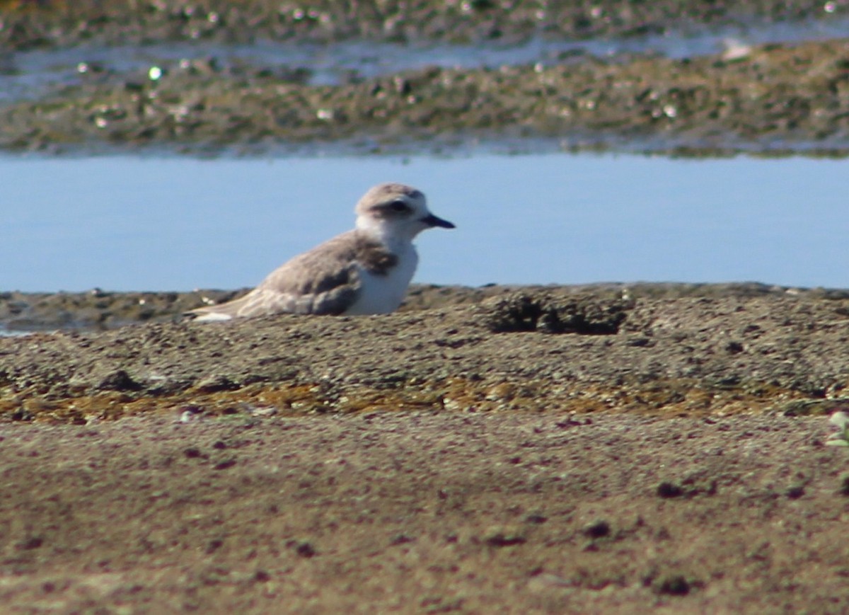 Snowy Plover - ML382778011