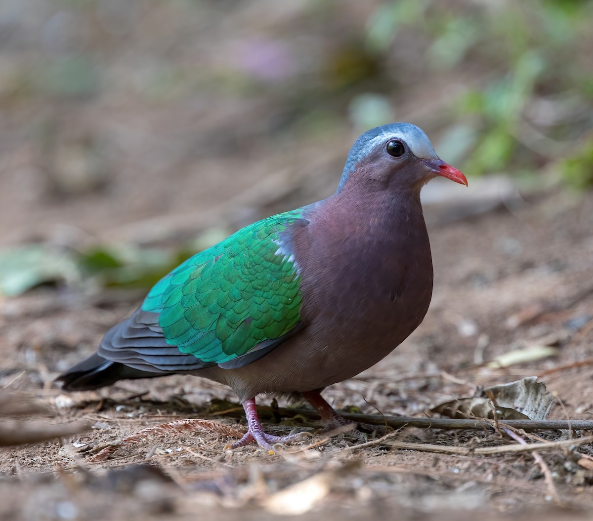 Asian Emerald Dove - ML382779161