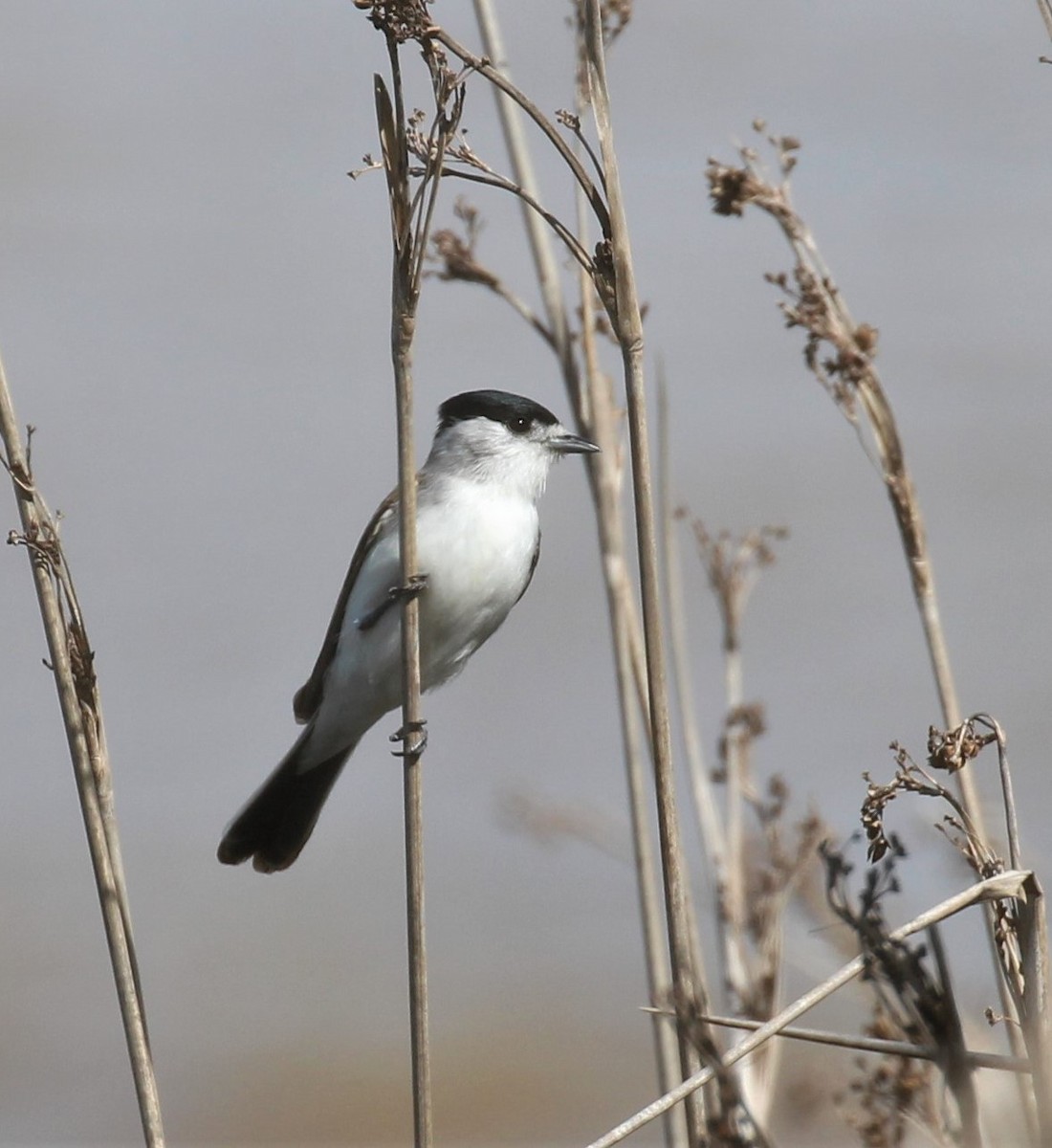 White-naped Xenopsaris - ML382779901