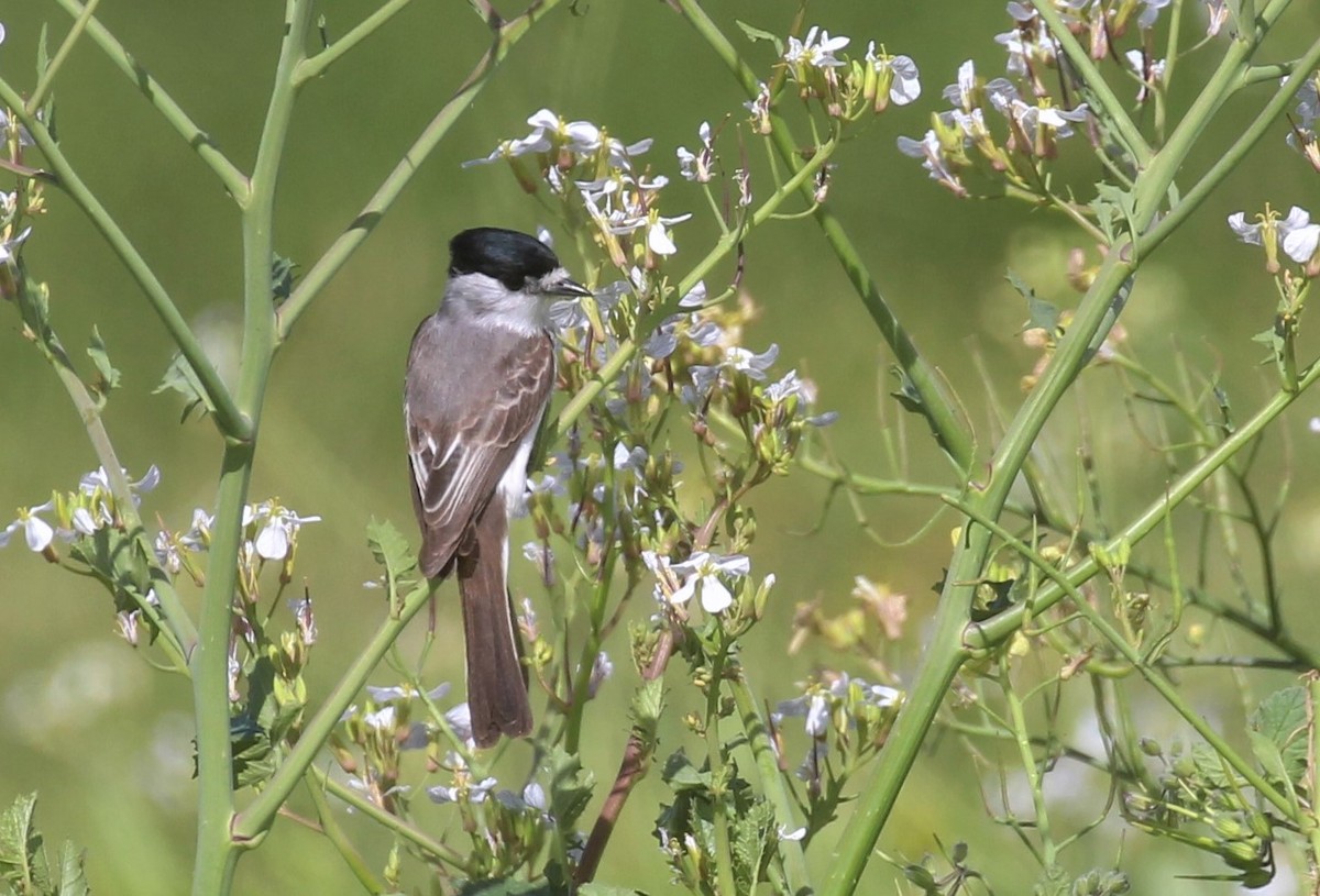 White-naped Xenopsaris - Gustavo Fernandez Pin