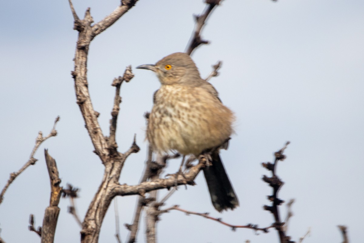 Bendire's Thrasher - ML382781031