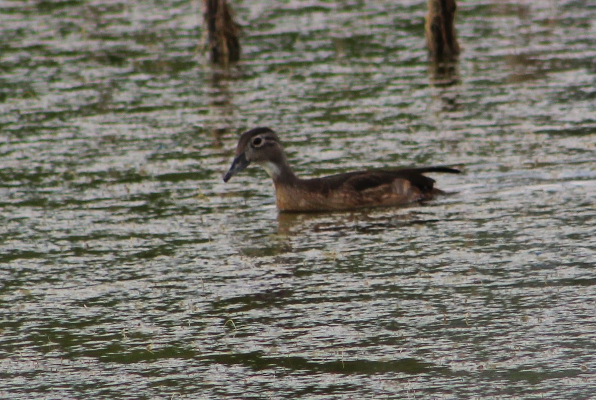 Wood Duck - ML382781781