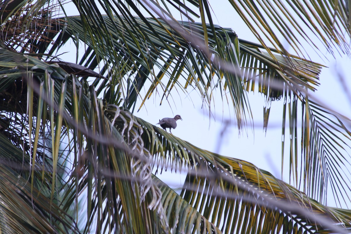Tourterelle à collier - ML382781861